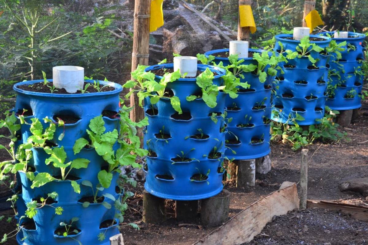 lettuce growing in planters