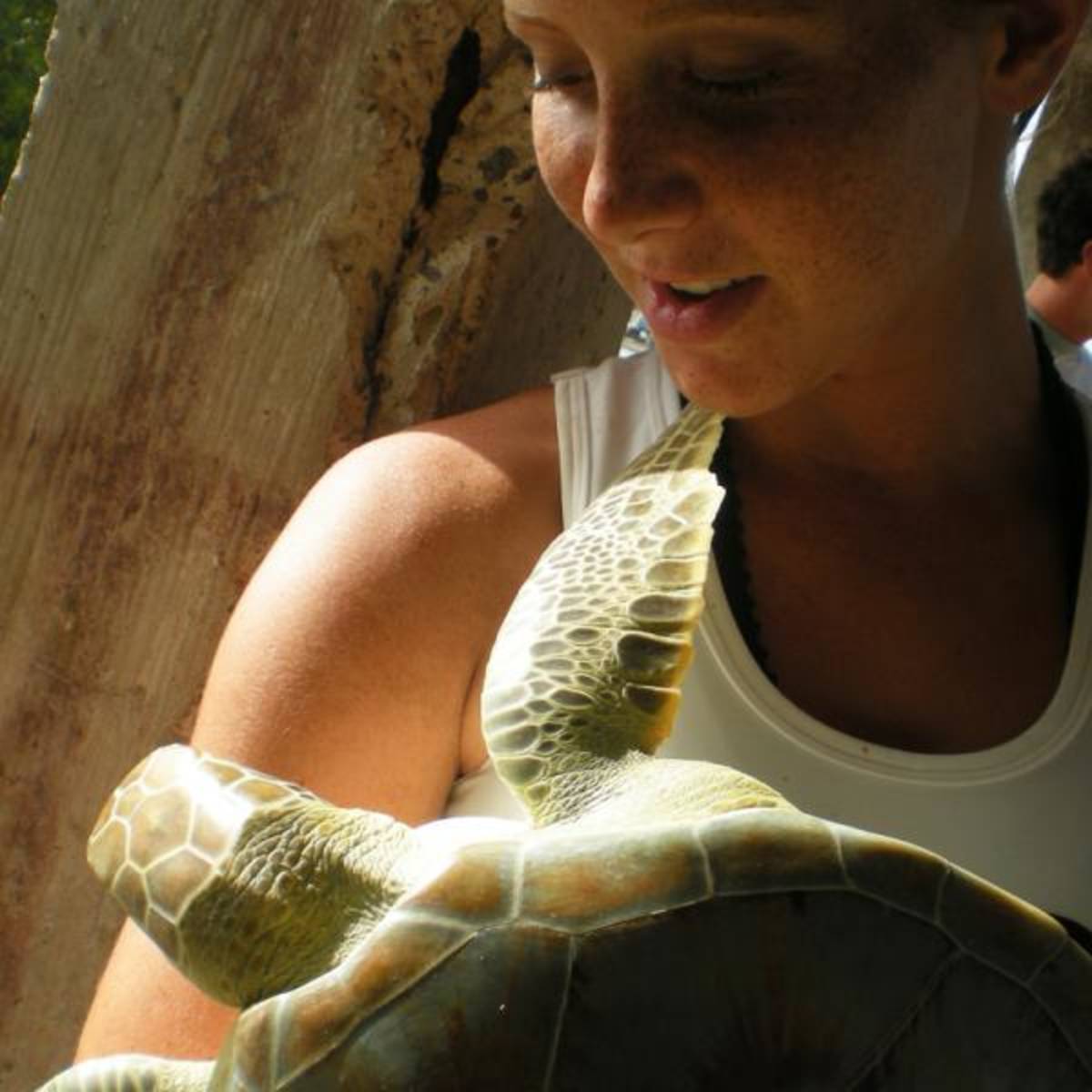 Turtle tagging in the British Virgin Islands
