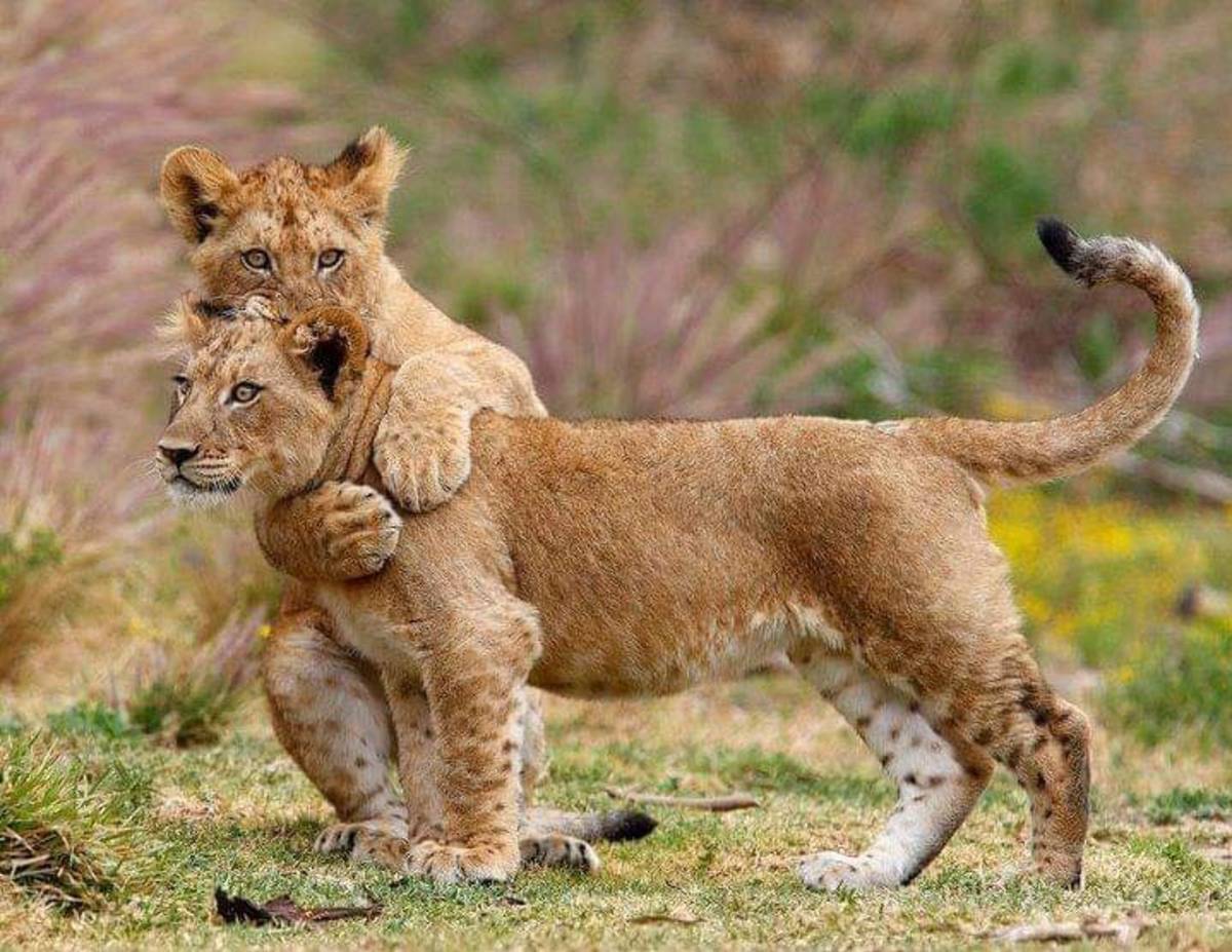 Lion cabs at Masai Mara