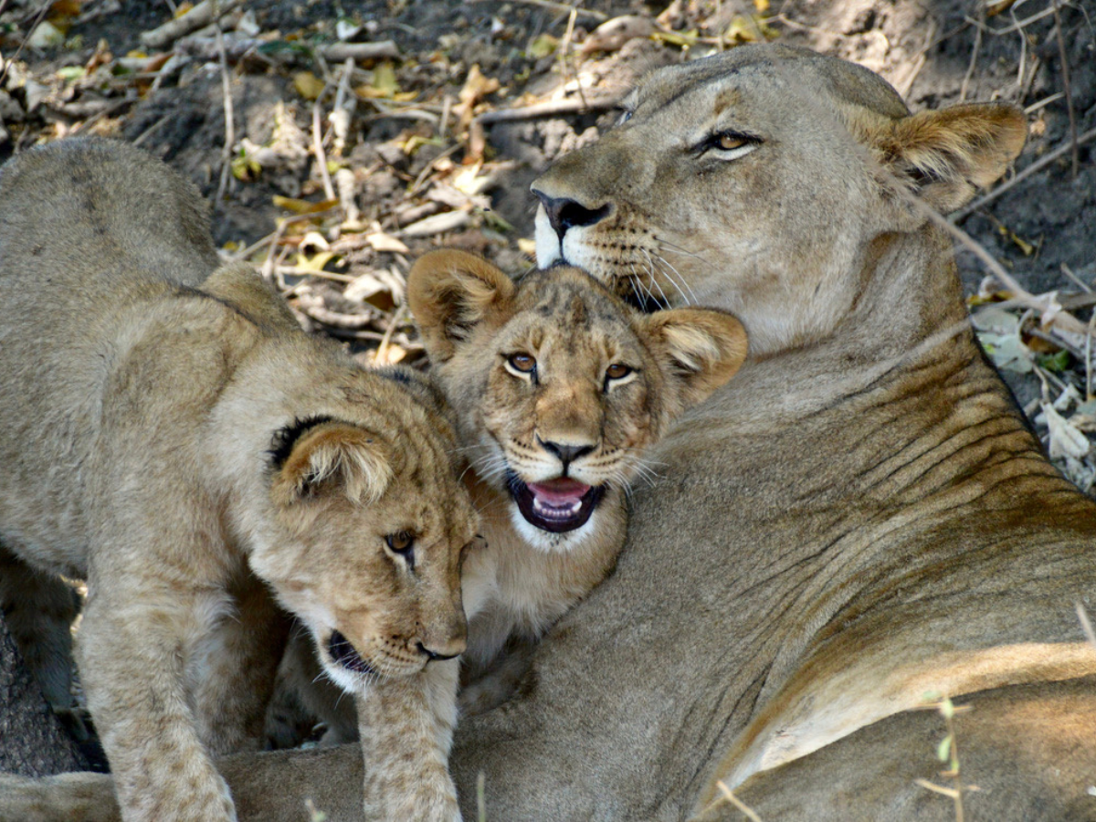 Lioness and two lion cubs in Malawi