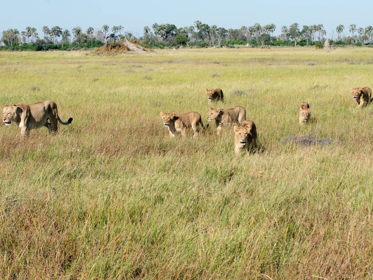 Lionesses hunting in the Okavango