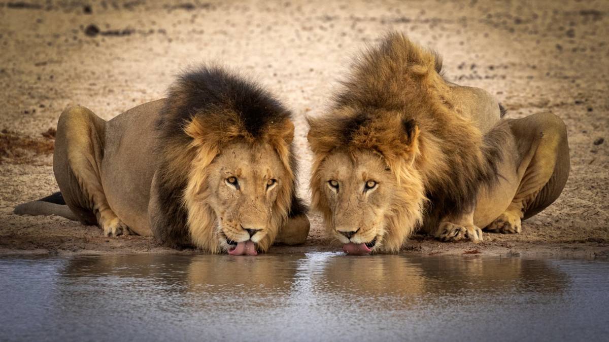 Lions