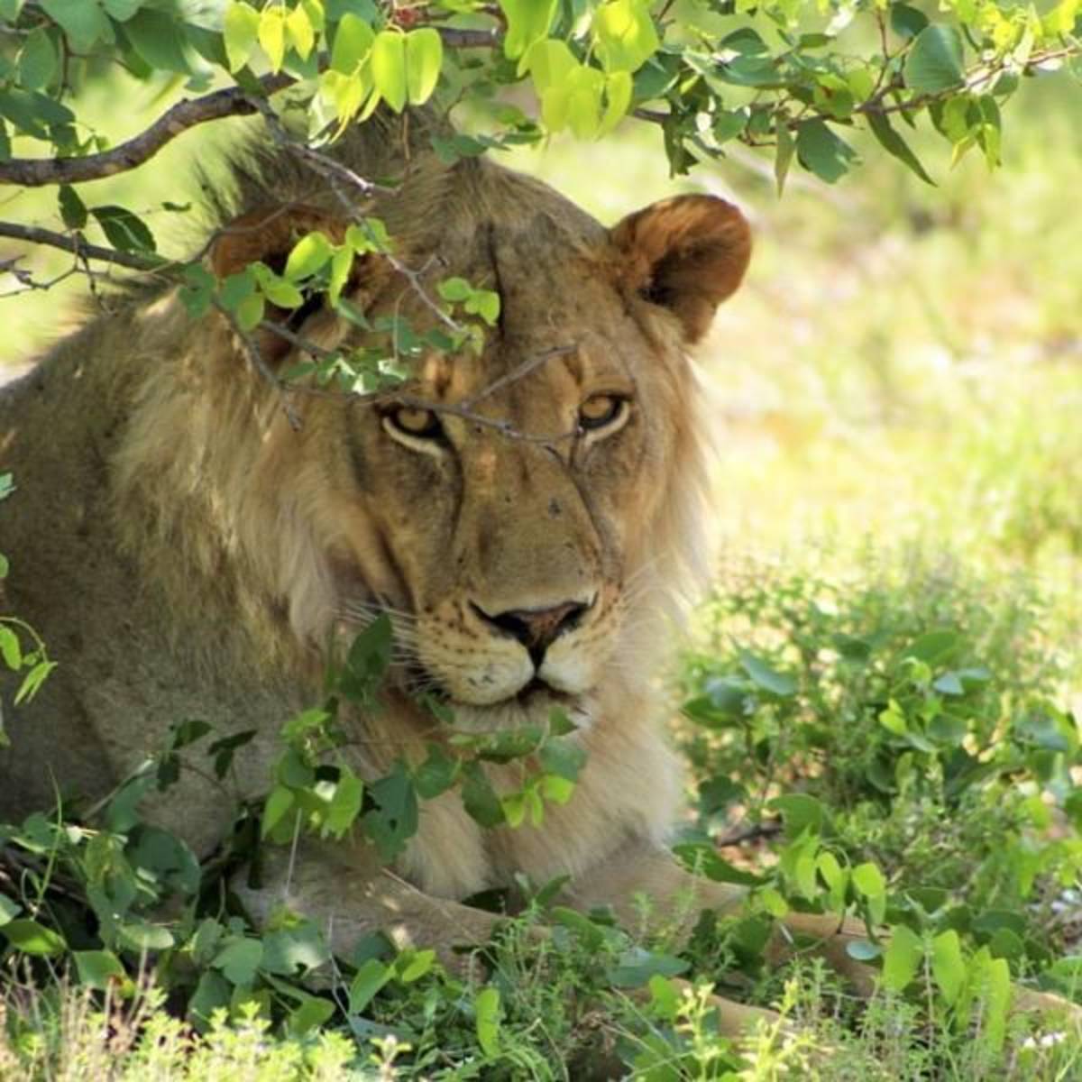 Volunteer in Big Cat Conservation