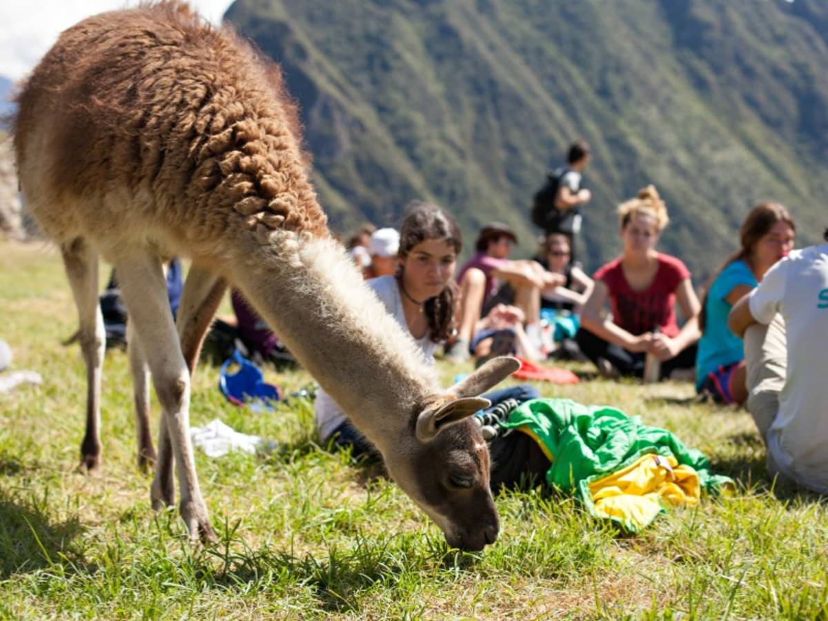 llama