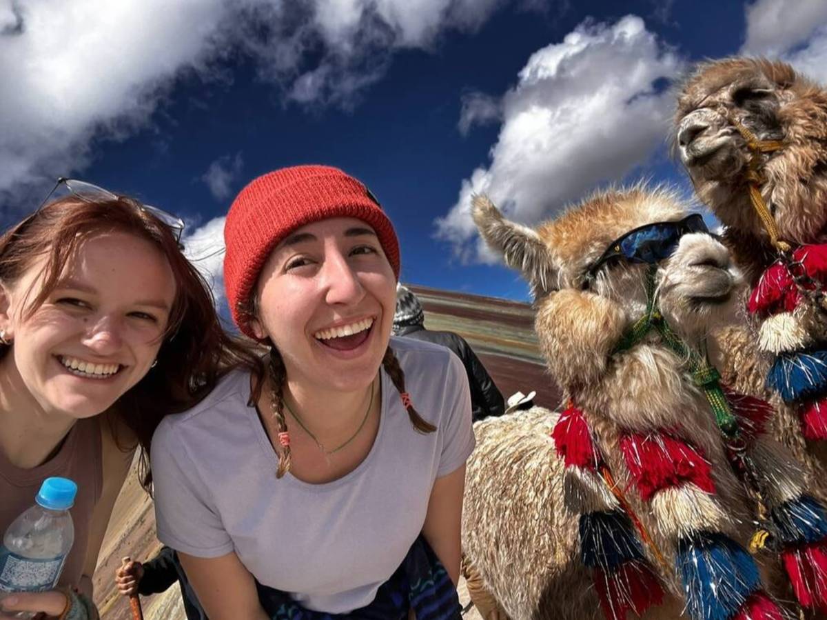 Llamas in Cusco, Peru