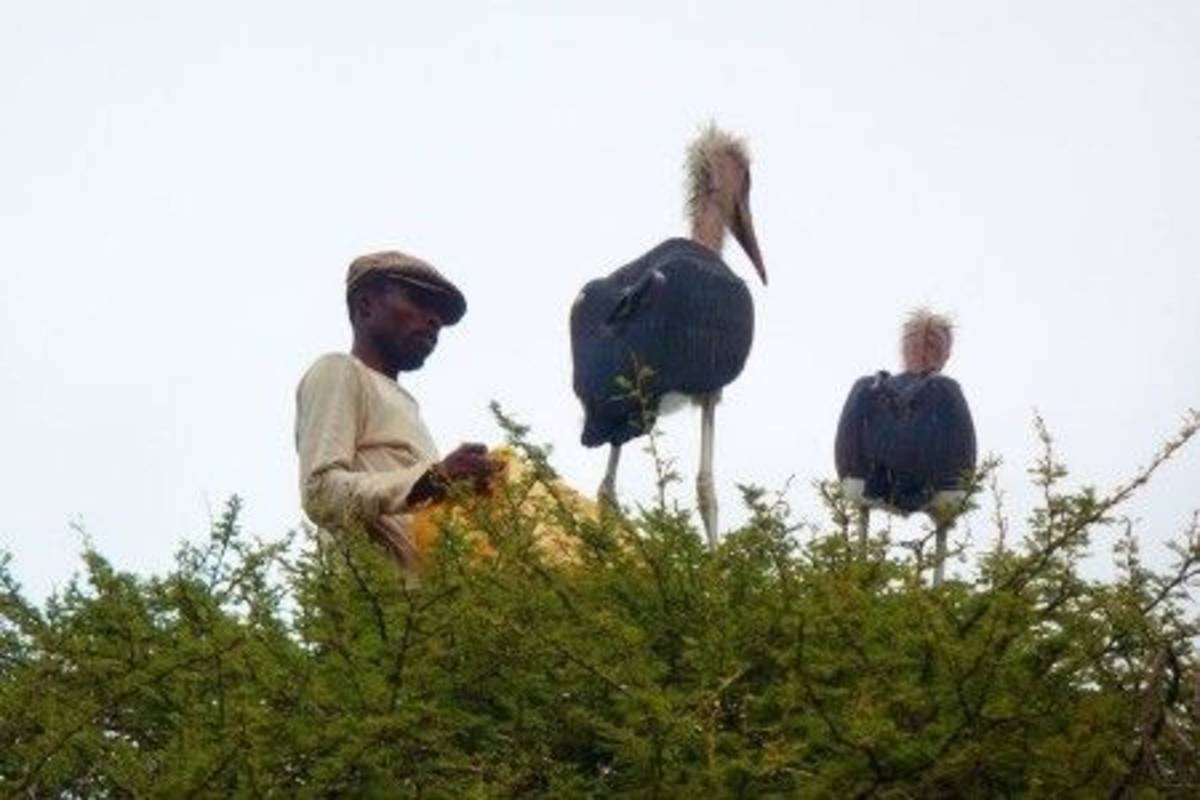 Local expert with two vultures Conservation and Ecology Internship in Swaziland