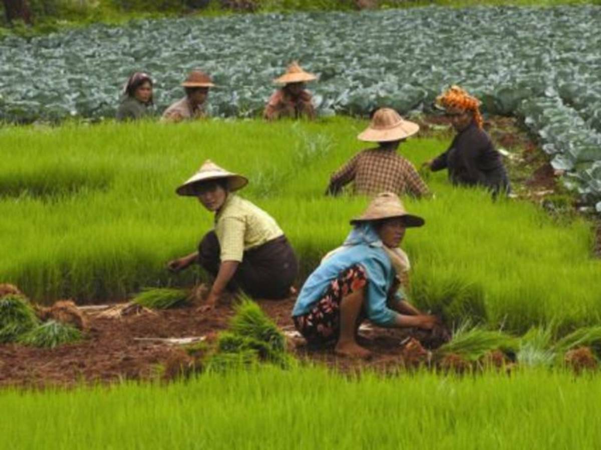local women on a rice paddy