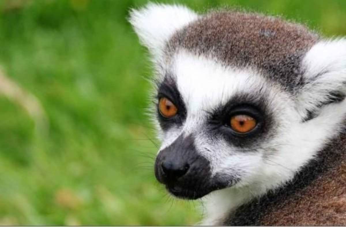 Madagascar Lemur Conservation