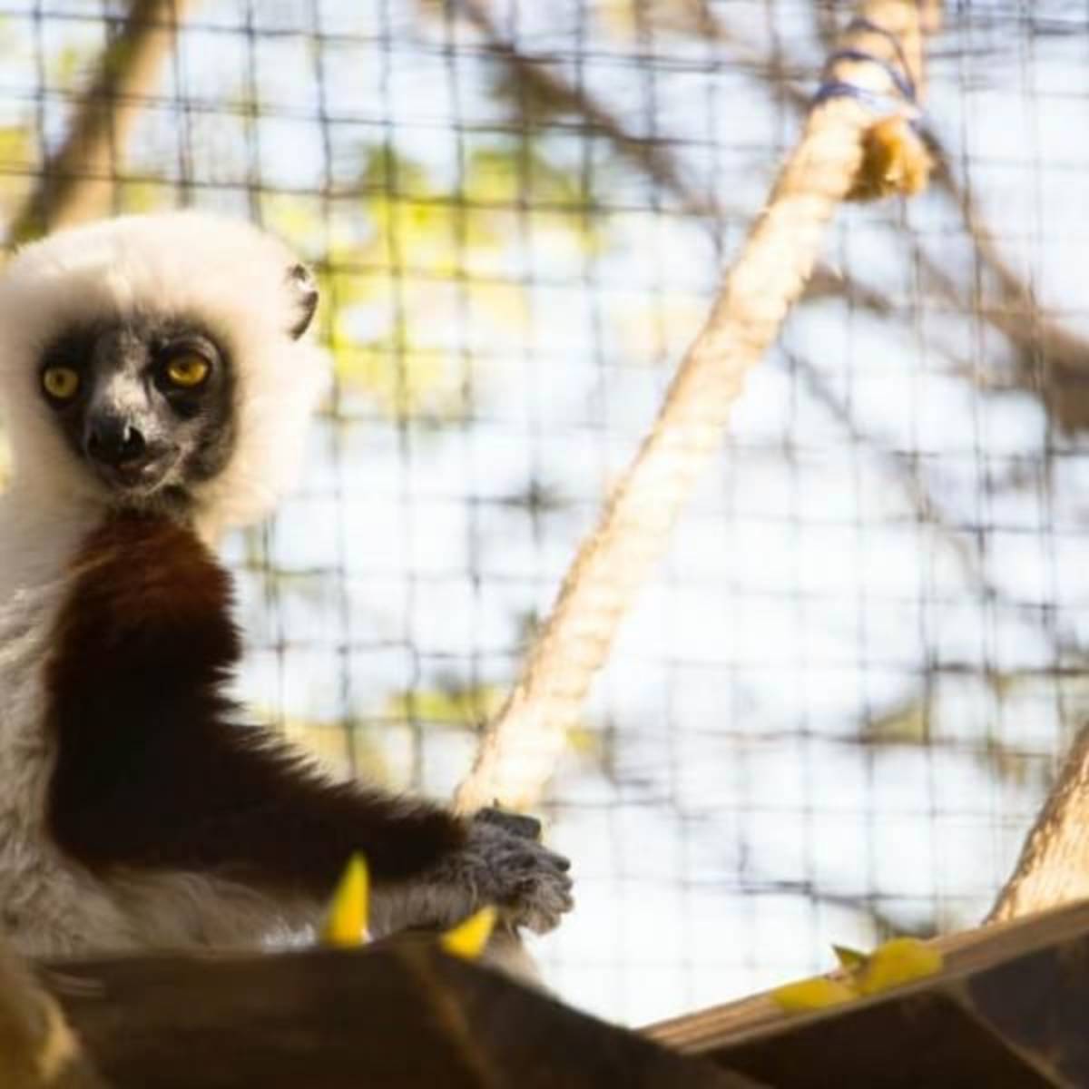 GoEco Madagascar - Lemur Conservation