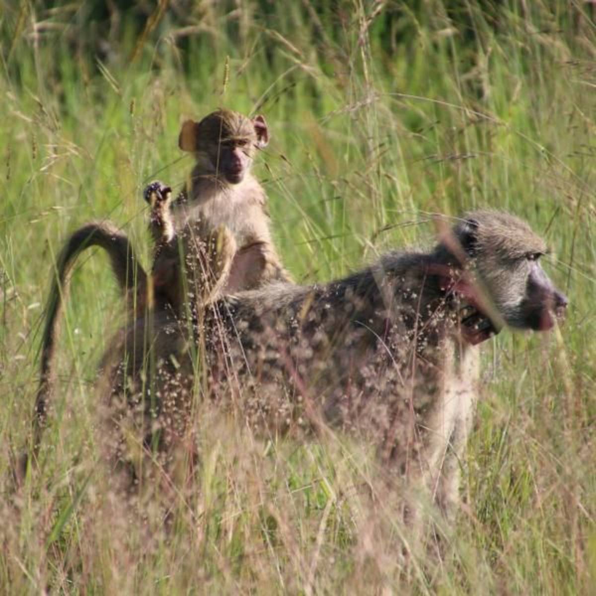 Primate Conservation in Malawi