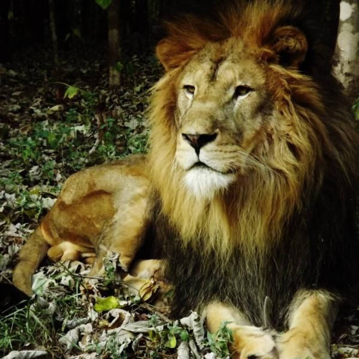 Wildlife Center Assistant in Malawi