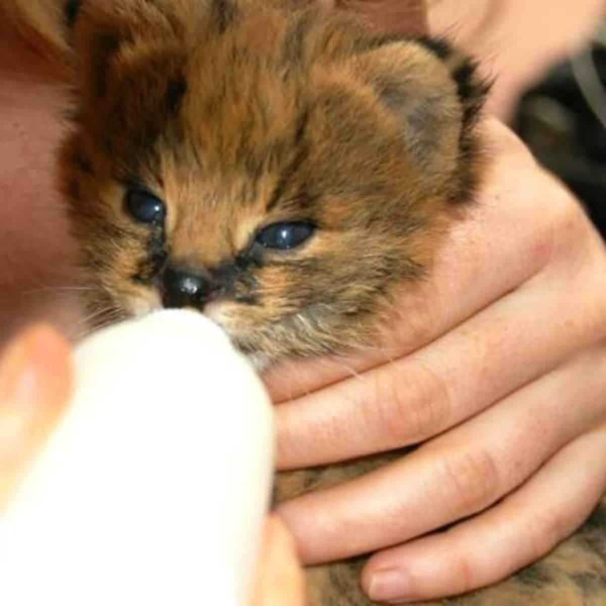 GoEco Malawi - Wildlife Rescue Center