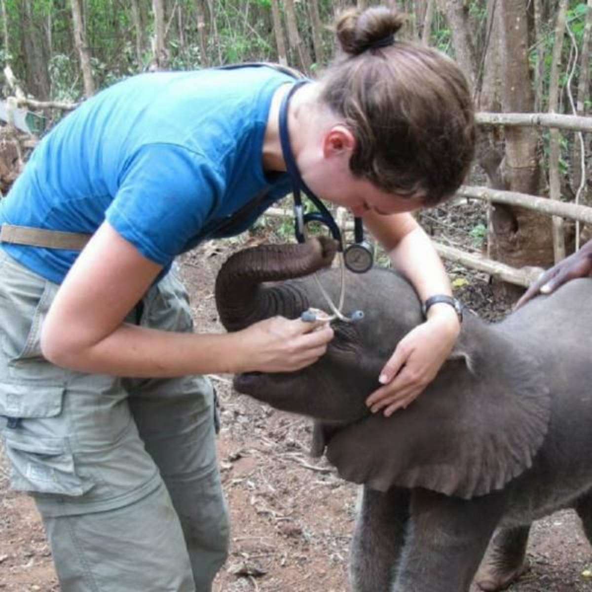 GoEco Malawi - Wildlife Rescue Center Veterinary Internship