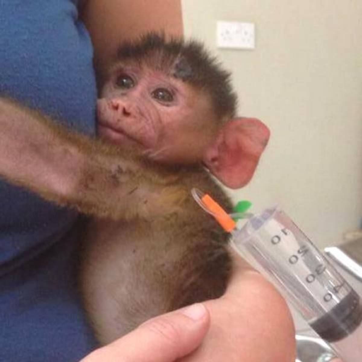 GoEco Malawi - Wildlife Rescue Center Veterinary Internship