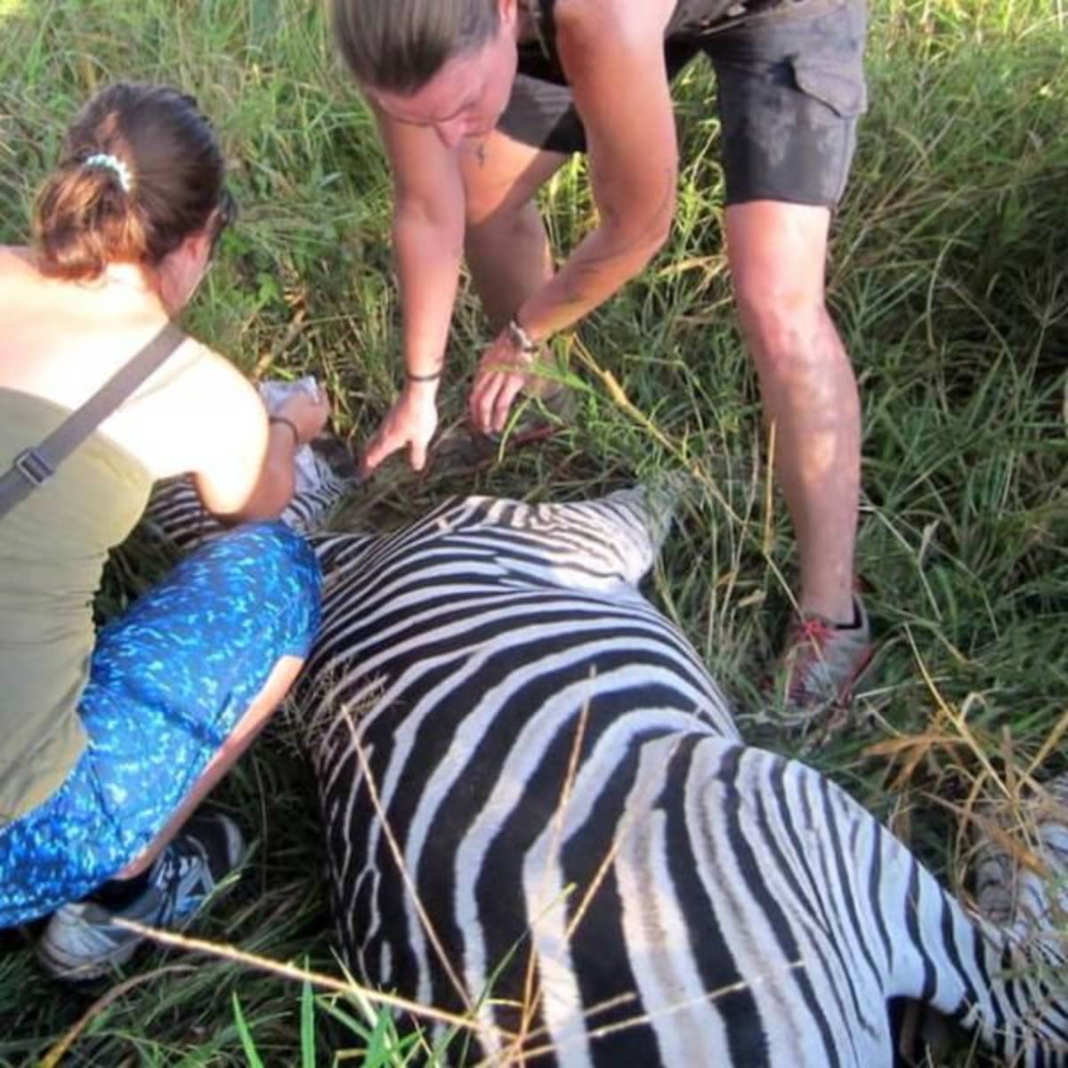 GoEco Malawi - Wildlife Rescue Center Veterinary Internship