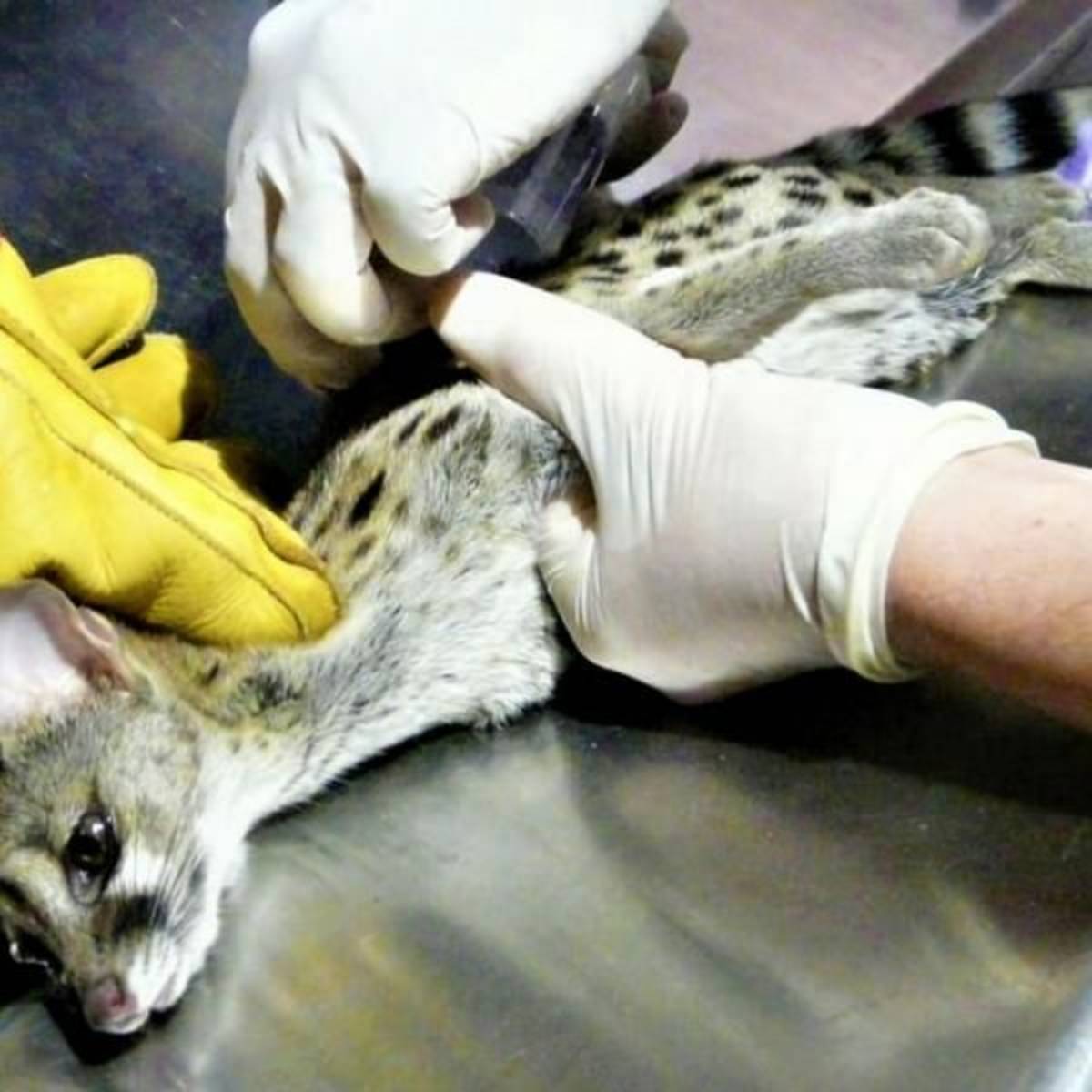 GoEco Malawi - Wildlife Rescue Center Veterinary Internship