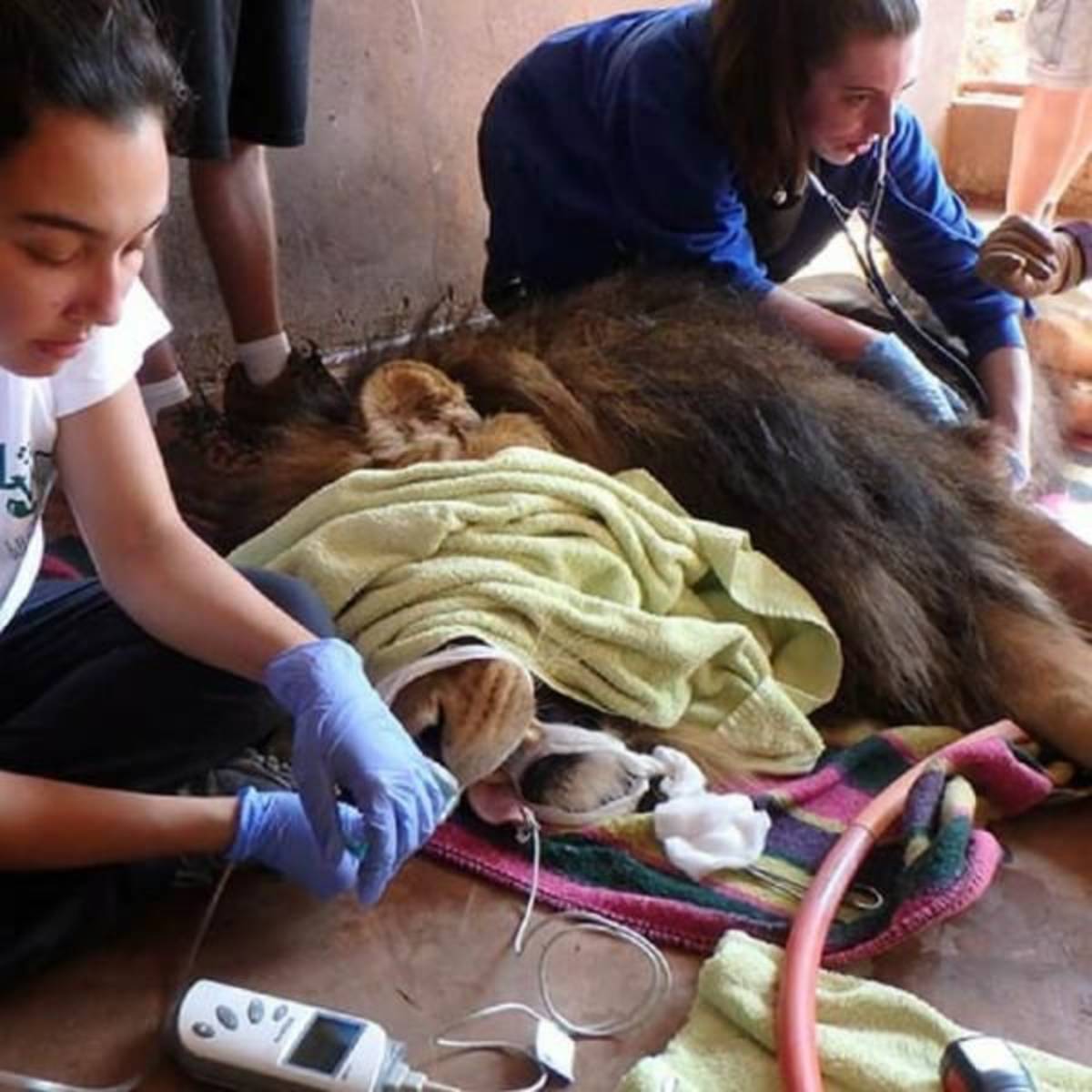 GoEco Malawi - Wildlife Rescue Center Veterinary Internship