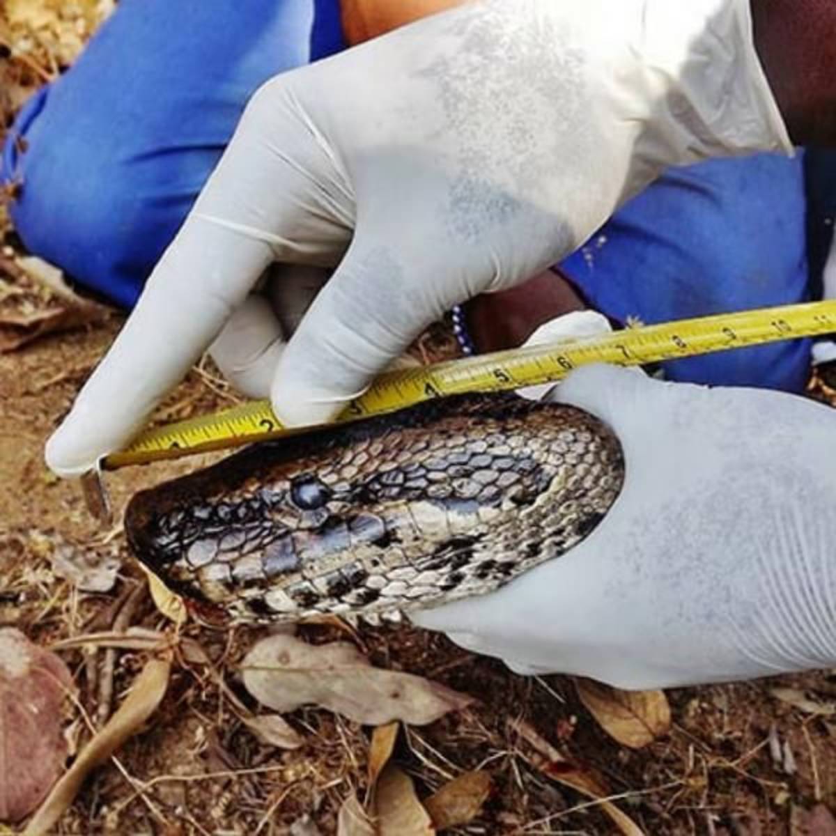 GoEco Malawi - Wildlife Rescue Center Veterinary Internship