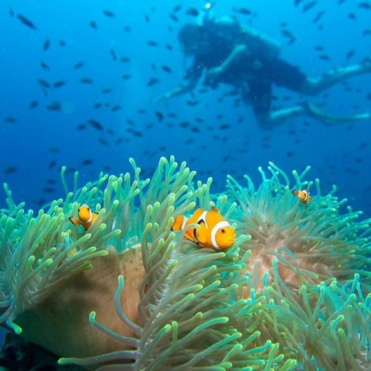 GoEco Malaysia - Jungle Trekking and Sea Turtle Conservation