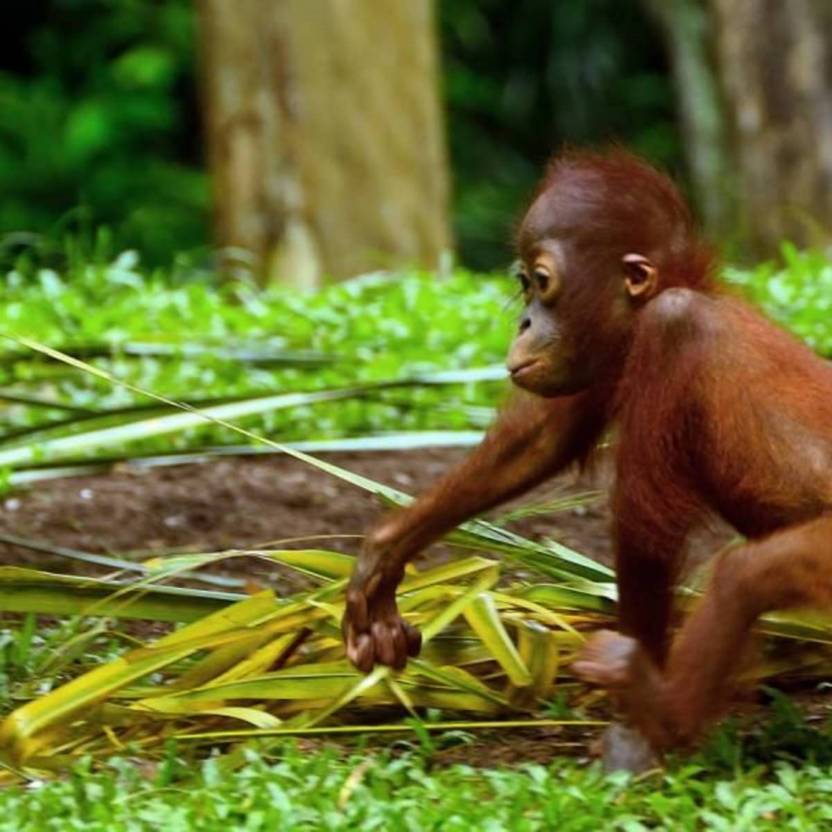 Volunteer in Malaysia with Orangutans