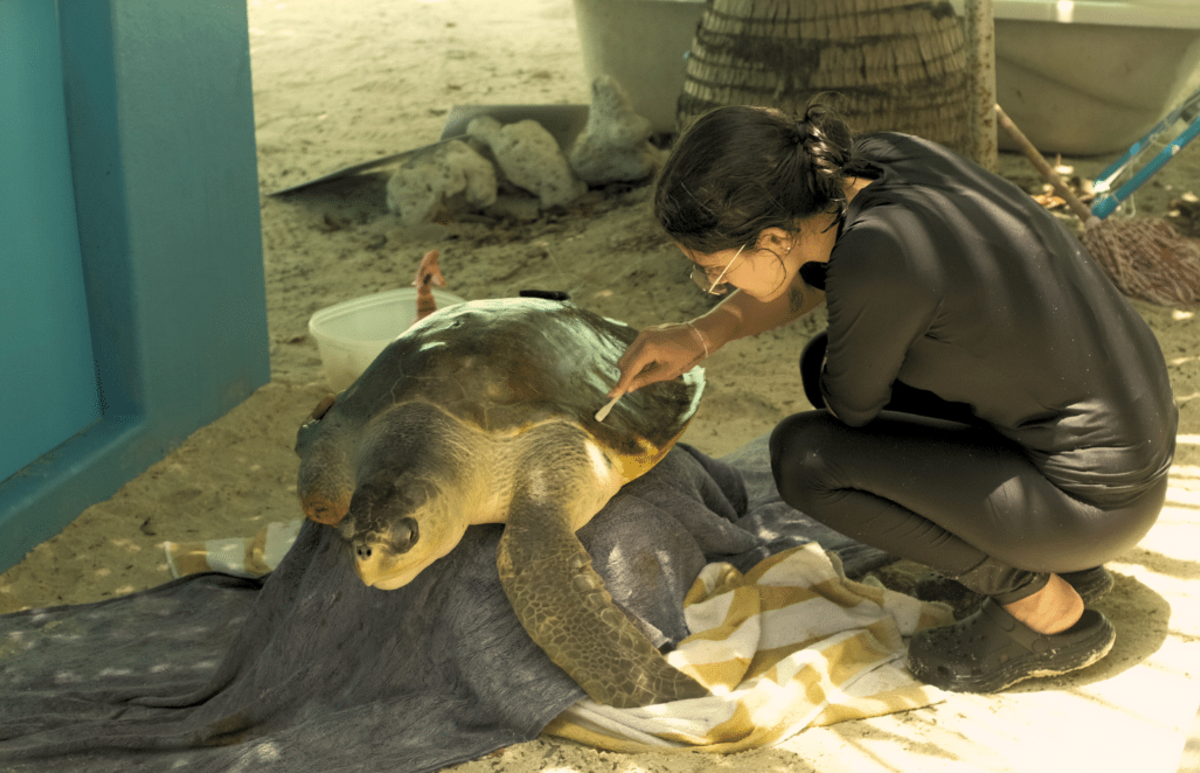 Maldives – Sea Turtle & Marine Conservation for Teenagers