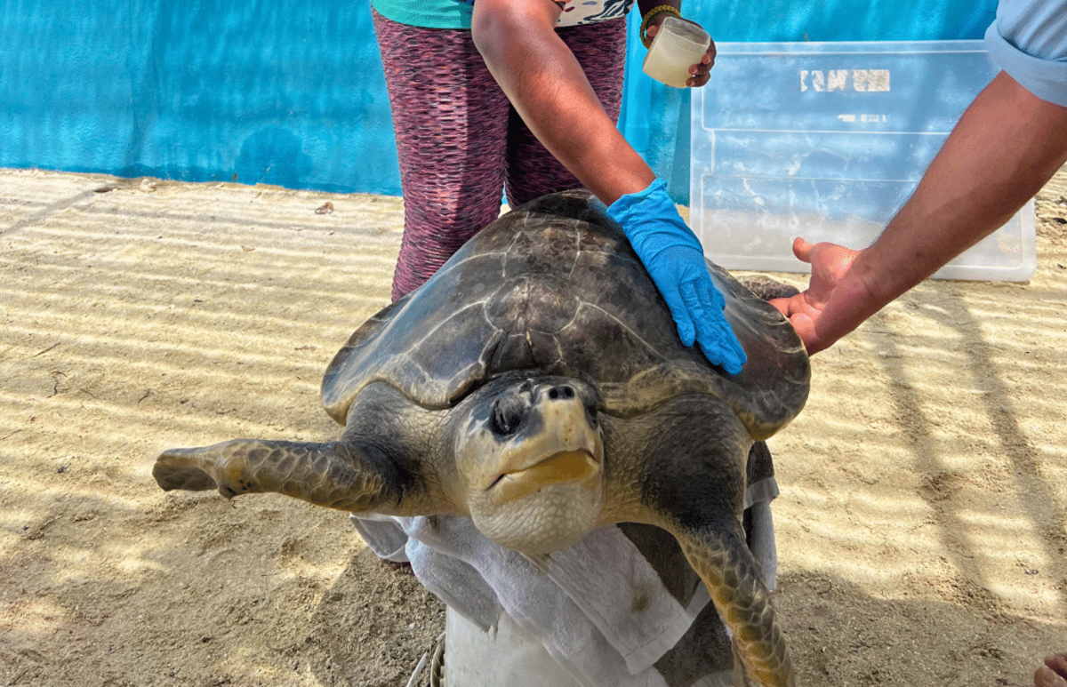 Maldives – Sea Turtle & Marine Conservation for Teenagers