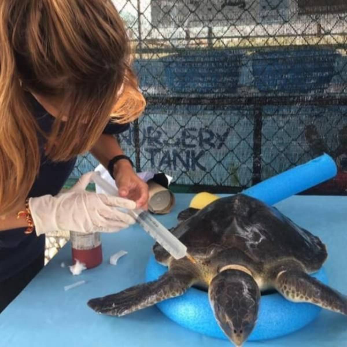 GoEco Maldives - Sea Turtle Conservation