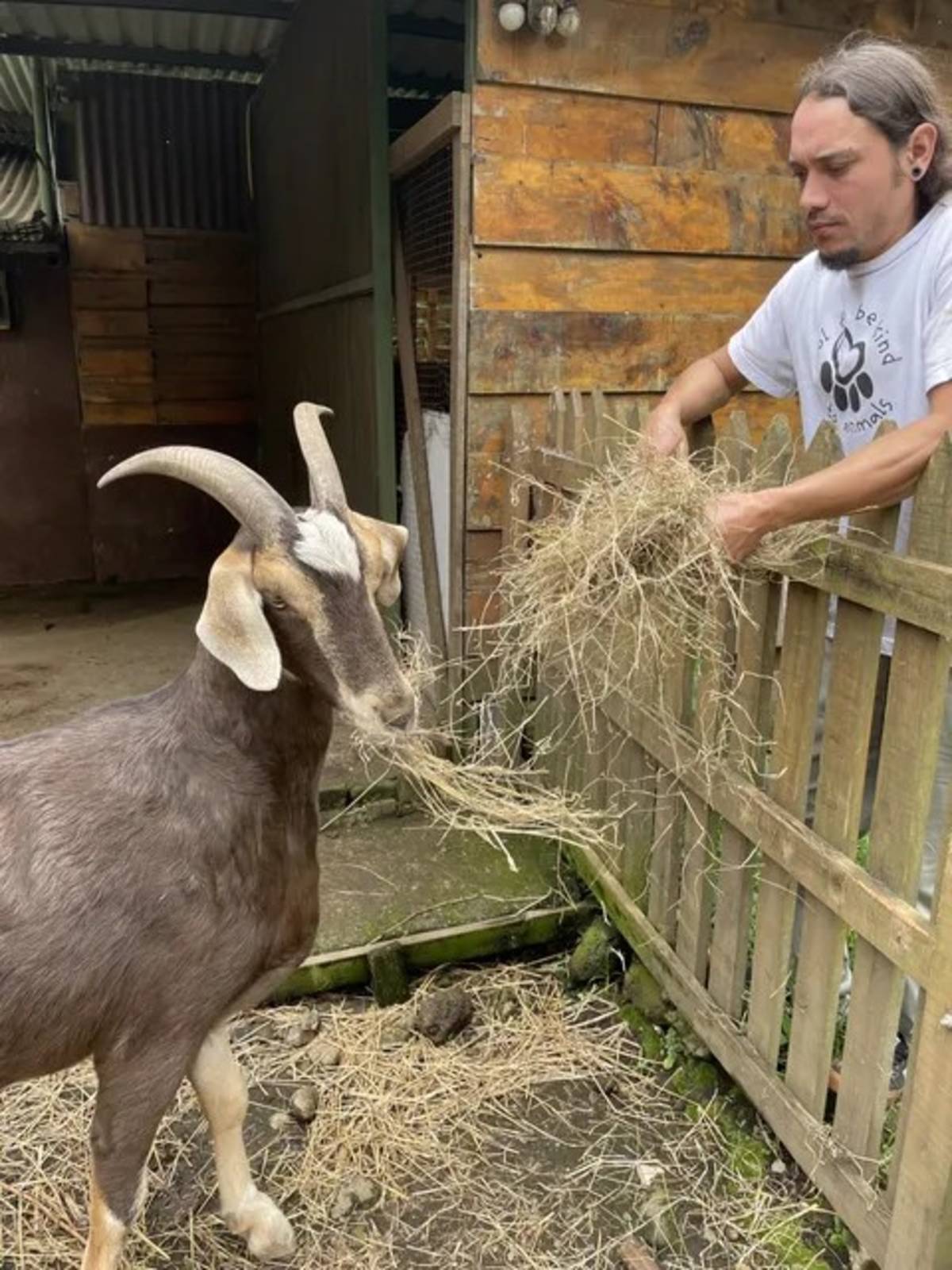 Male Volunteer Feeding a Goat Hay in Costa Rica