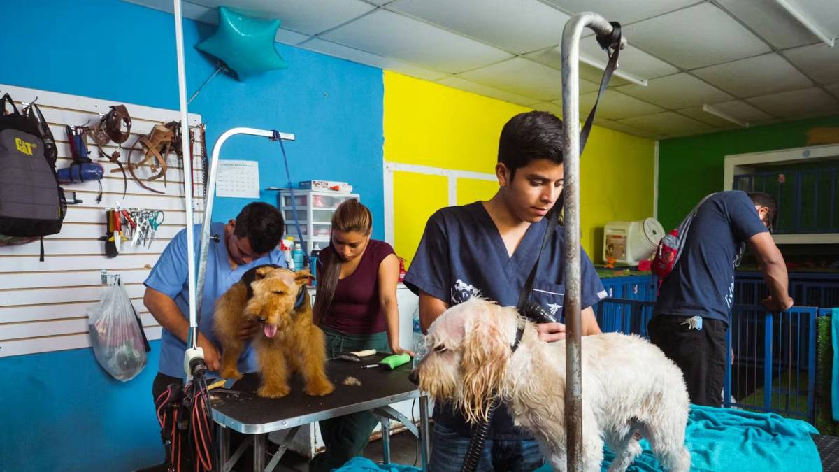 Male Volunteer grooming a dog in Guatemala