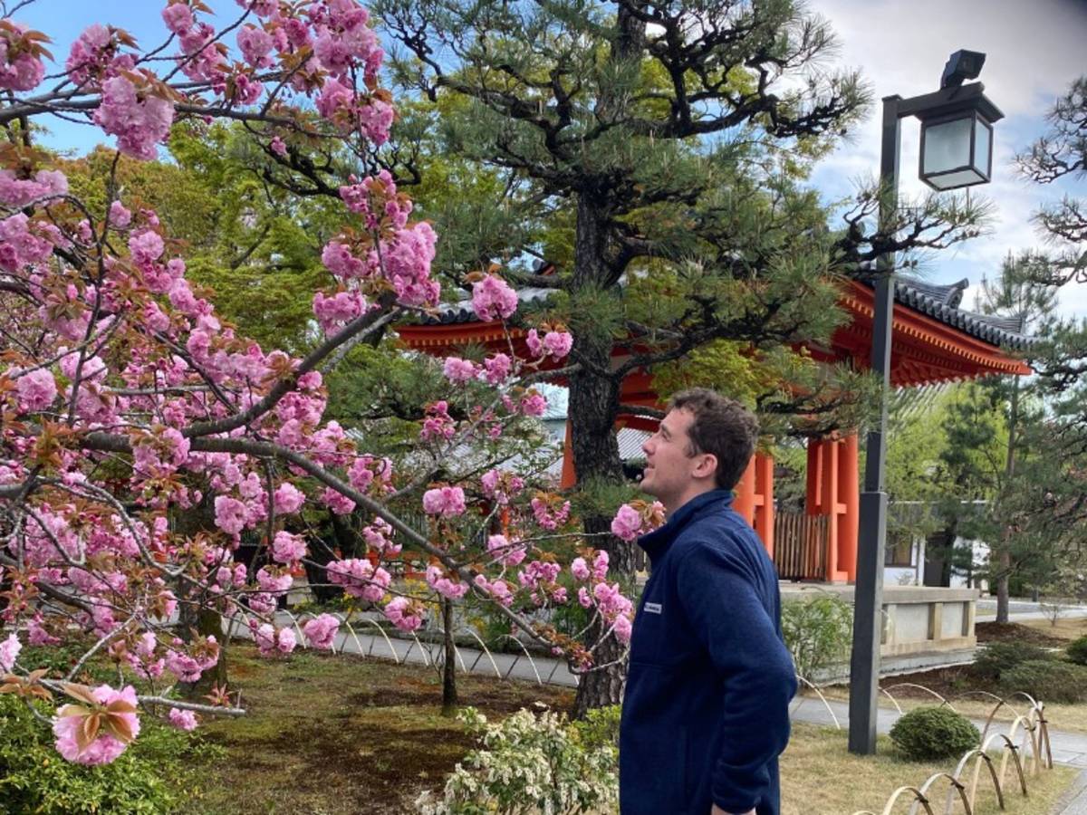 Man looking at a cherry blossom tree