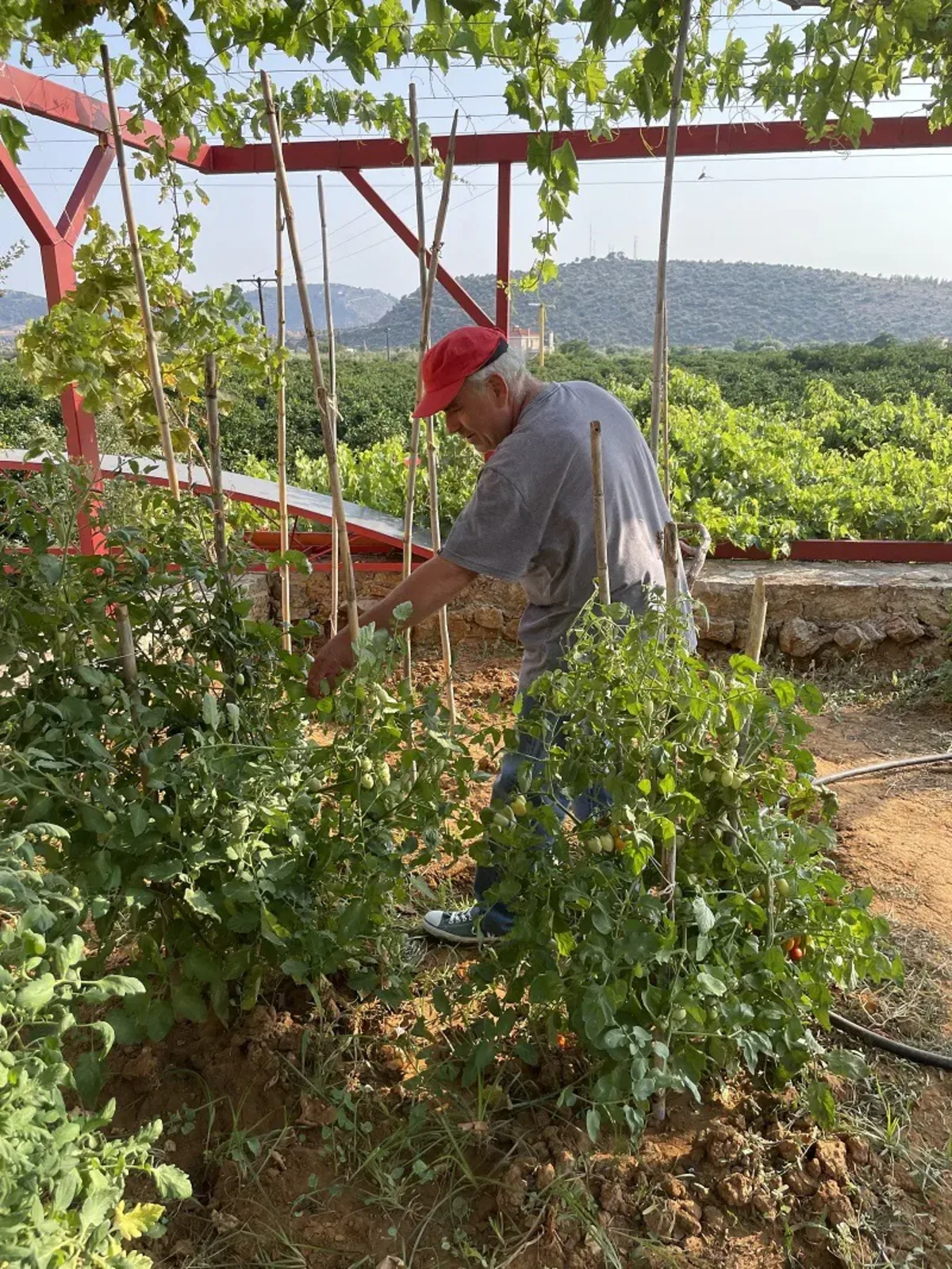 Man tends garden