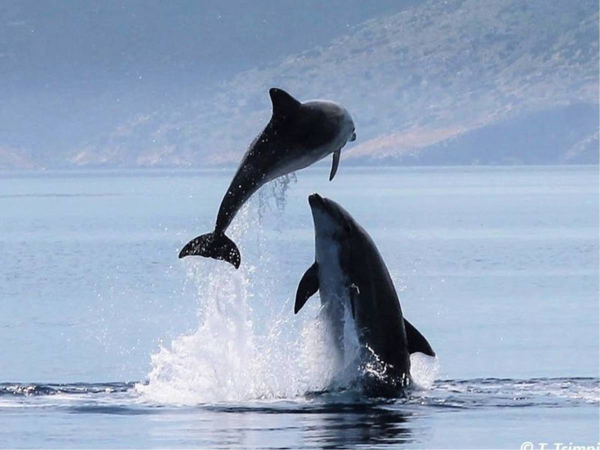Marine Conservation