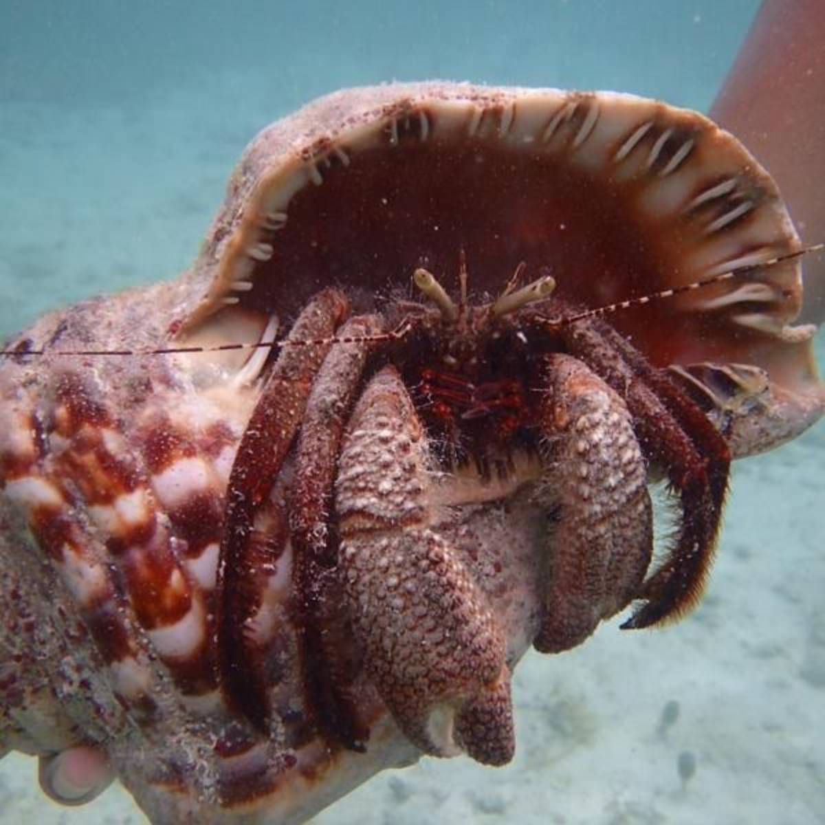 hermit crab close up