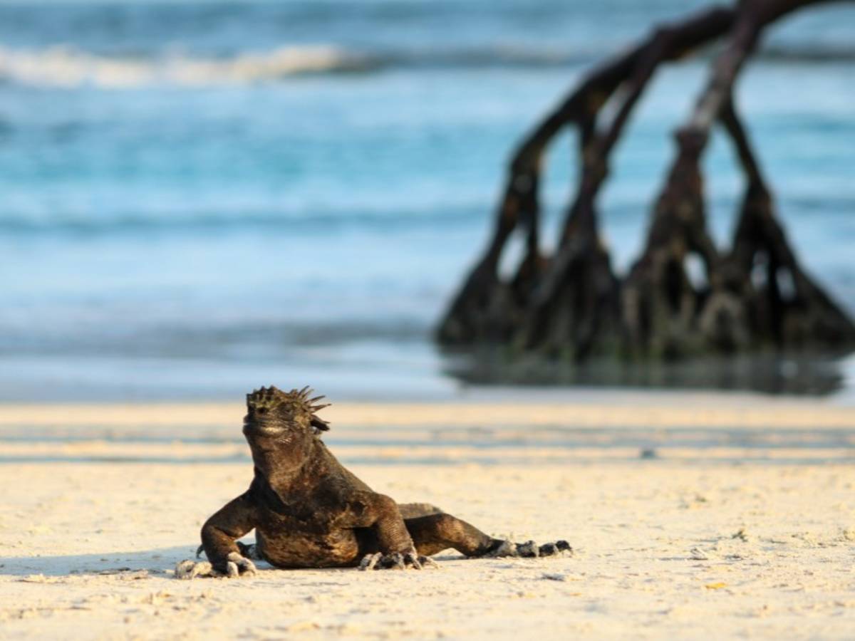 marine iguana