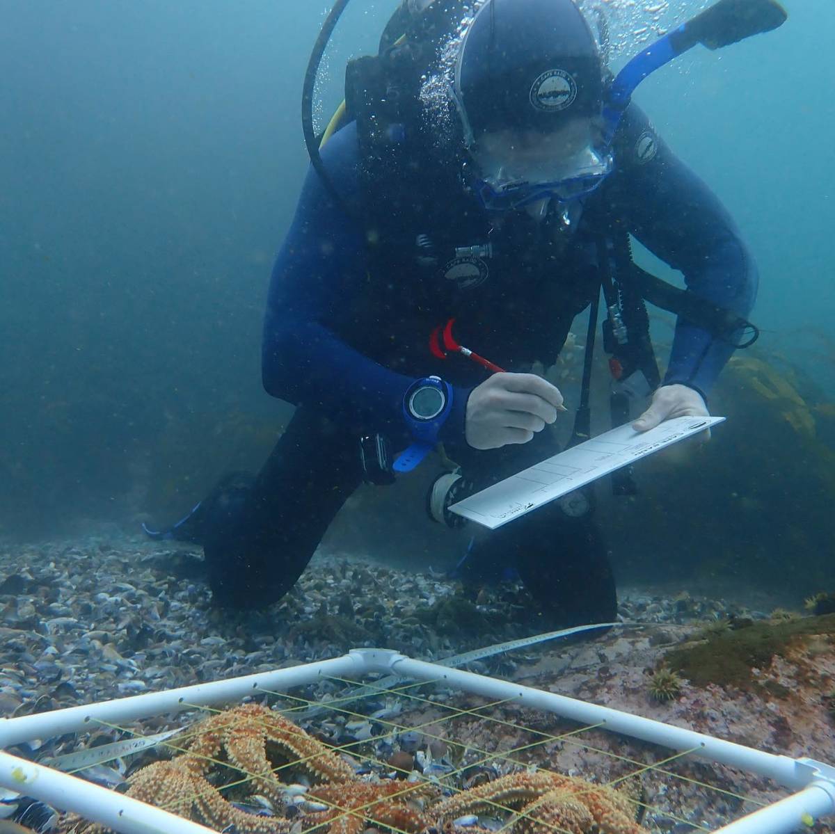 Marine Research Assistant Intern in Cape Town, South Africa