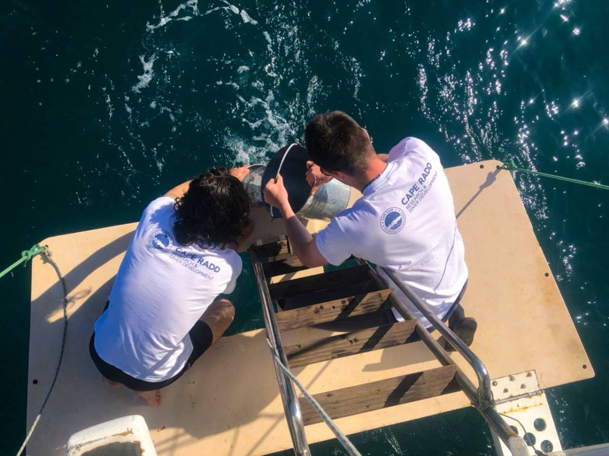 Marine Research Assistant Interns in False Bay, South Africa