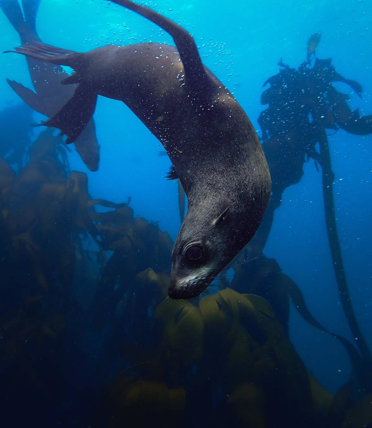 Marine Research Assistant Internship in False Bay, South Africa