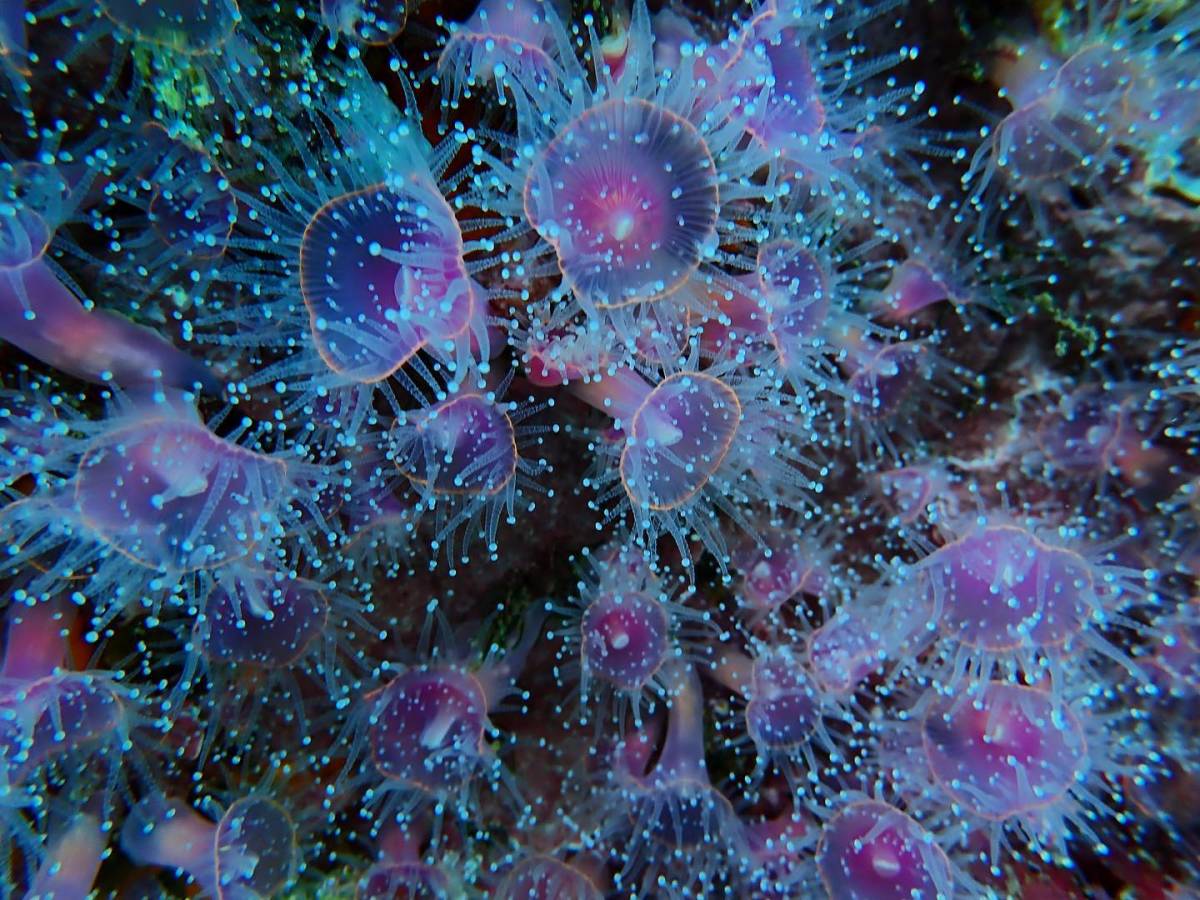 Marine Research Assistant Internship in False Bay, South Africa