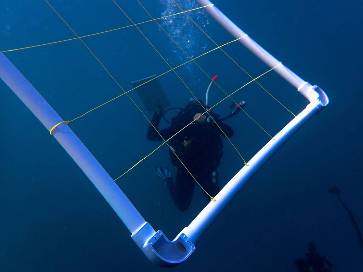 Marine Research Assistant Internship