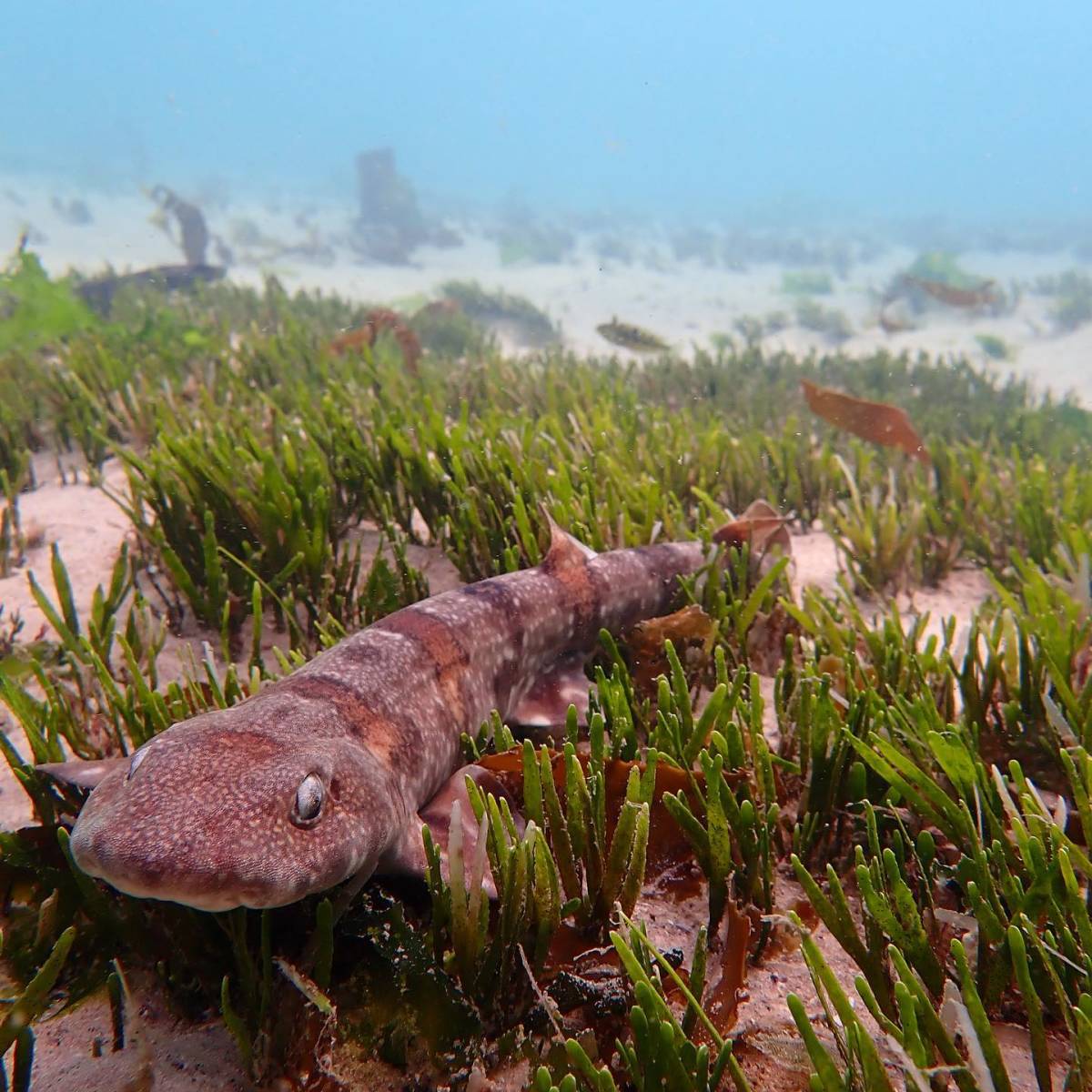 Marine Research Assistant Internship