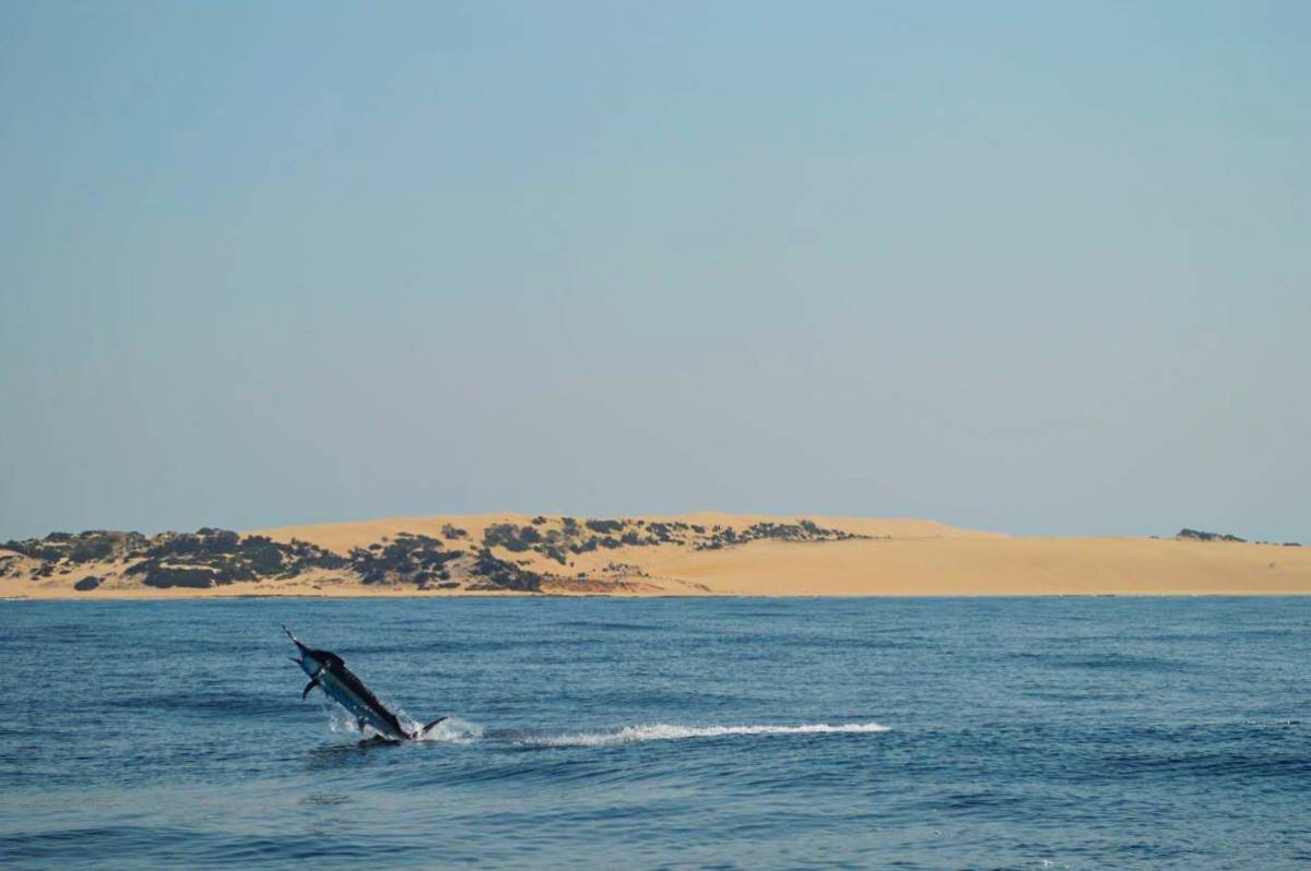 Marine Research Internship Mozambique3