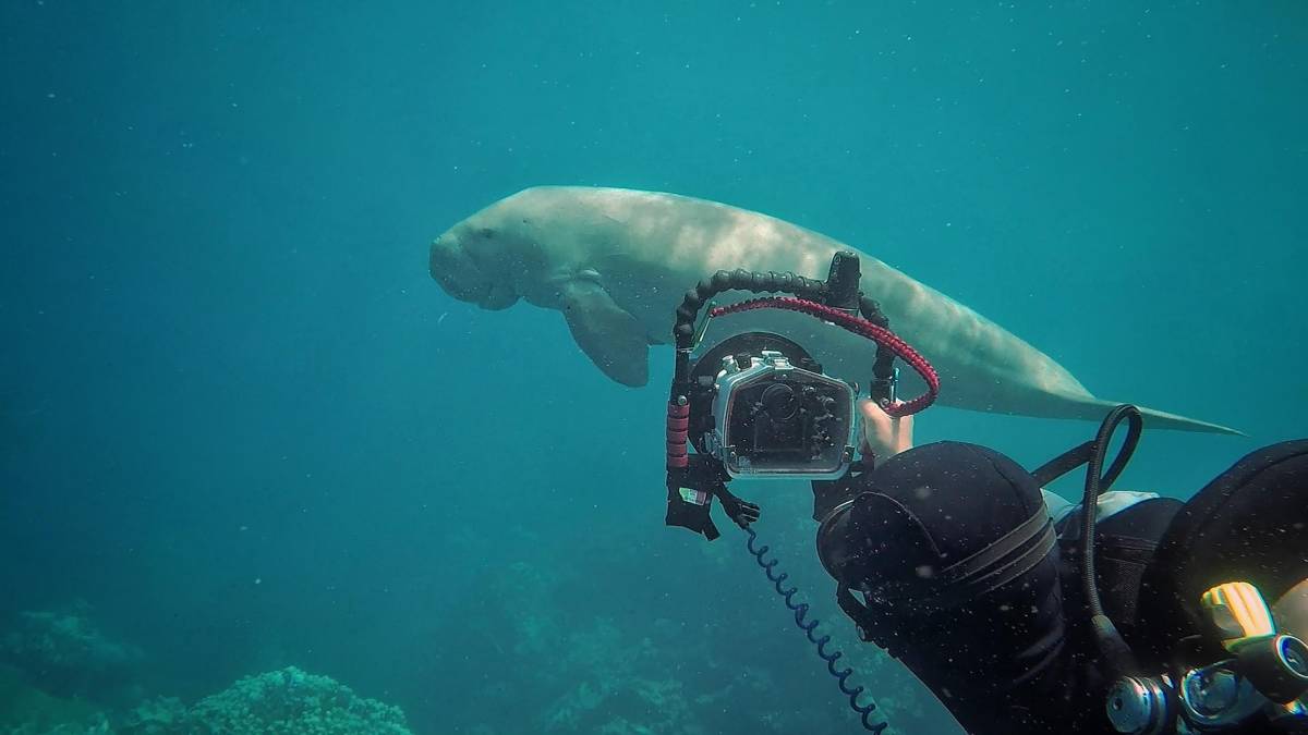 Marine Research Internship Mozambique4