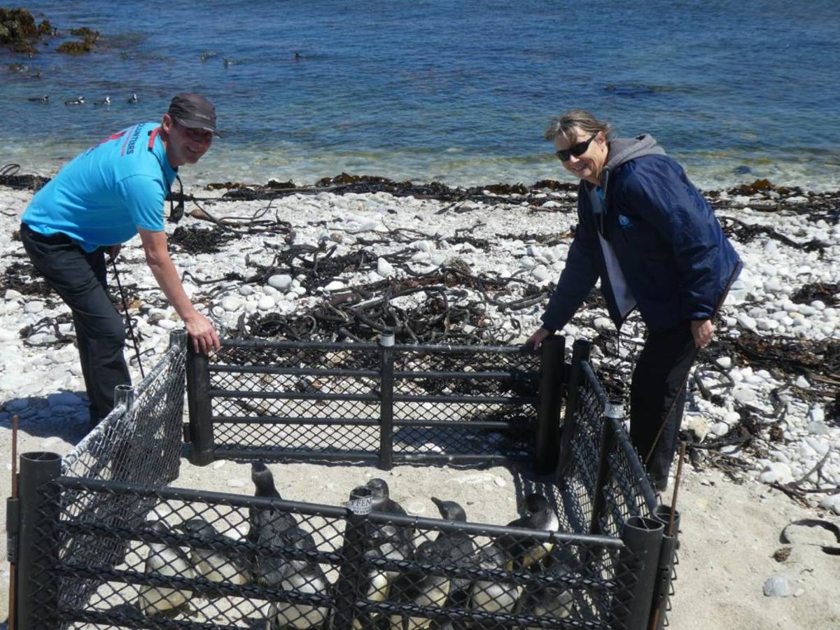 Marine Science Internship in South Africa
