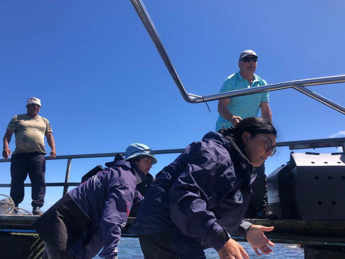 Marine Science Internship in South Africa