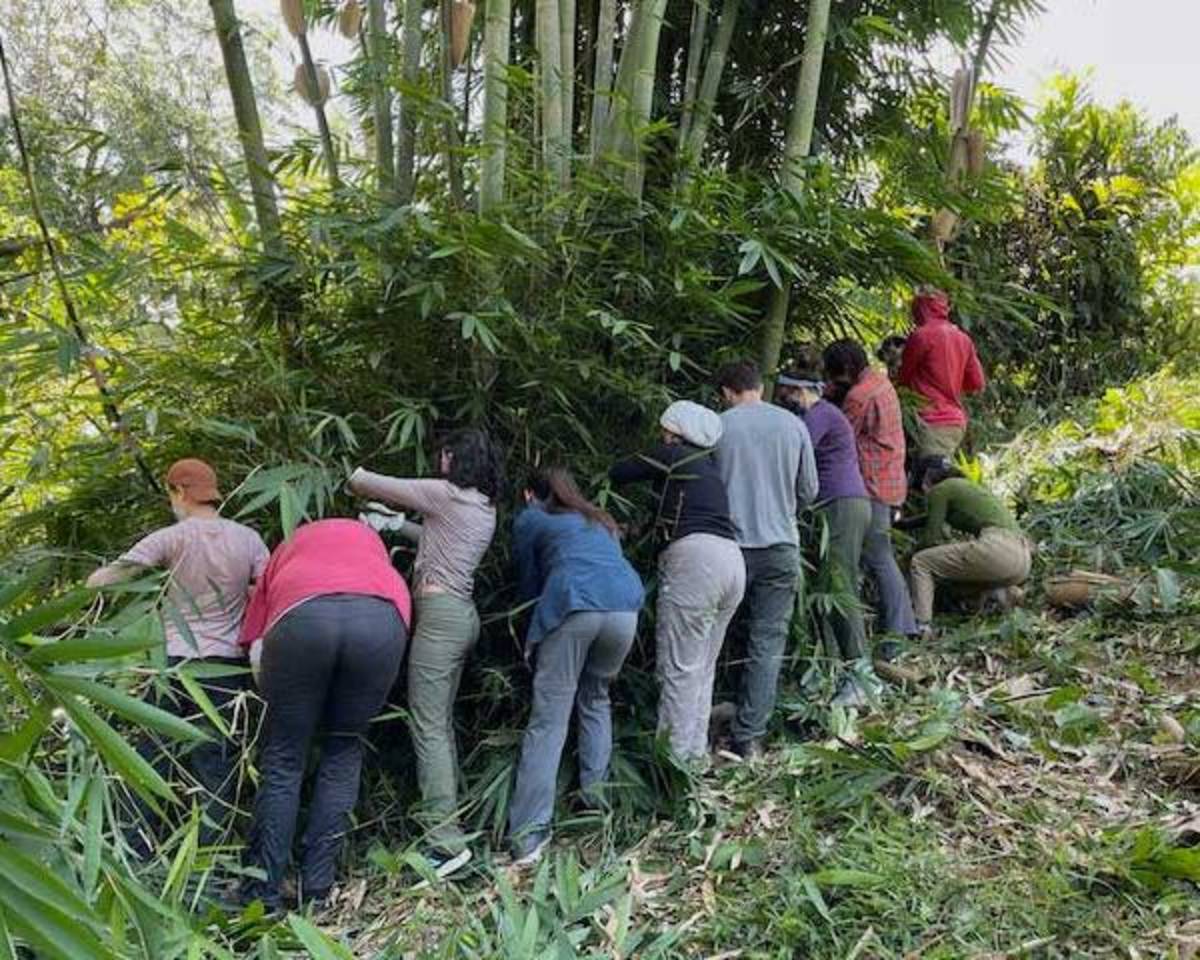Trimming bamboo in Costa Rica
