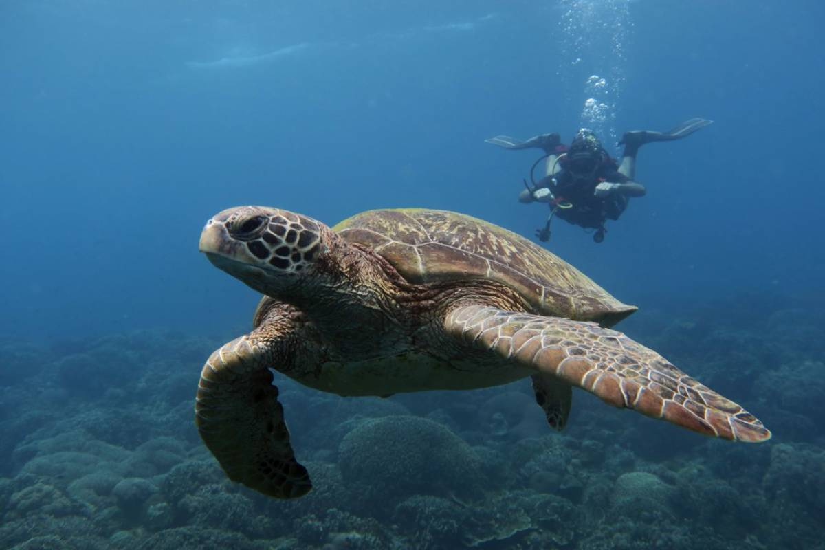 MCP volunteer and turtle