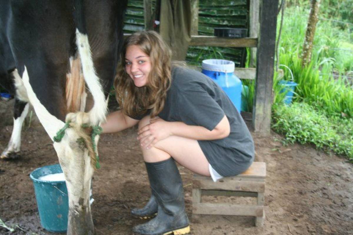 volunteer milking a cow