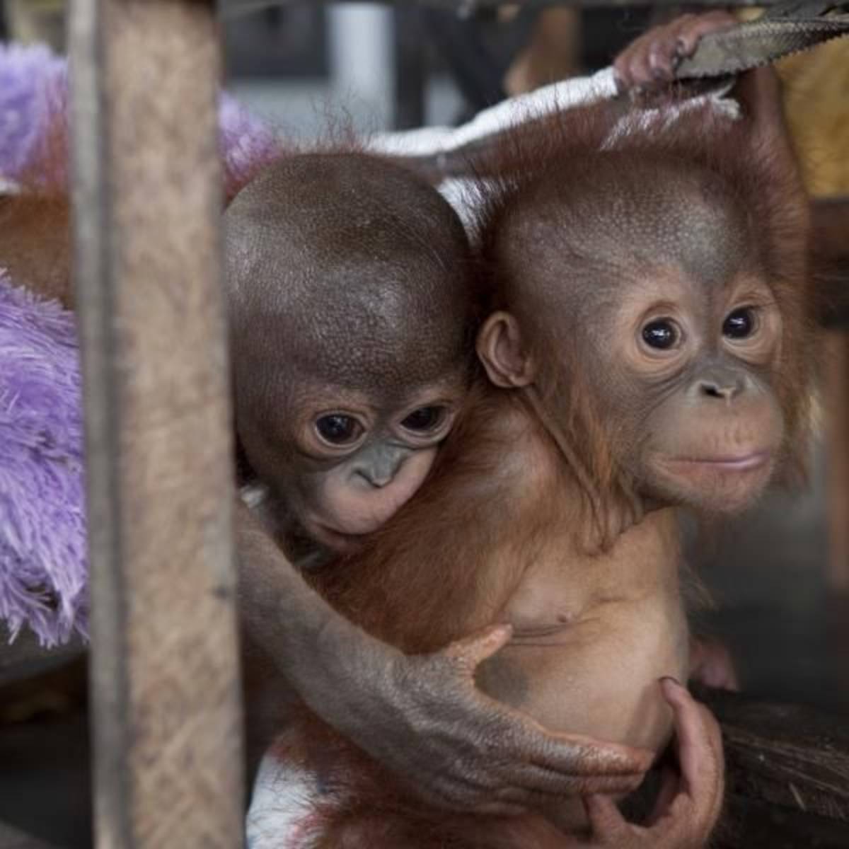 Volunteer in Orangutan Conservation