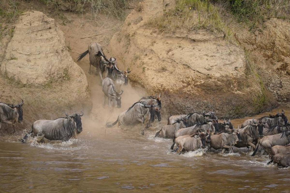 Migration of wildebeest closing mara river