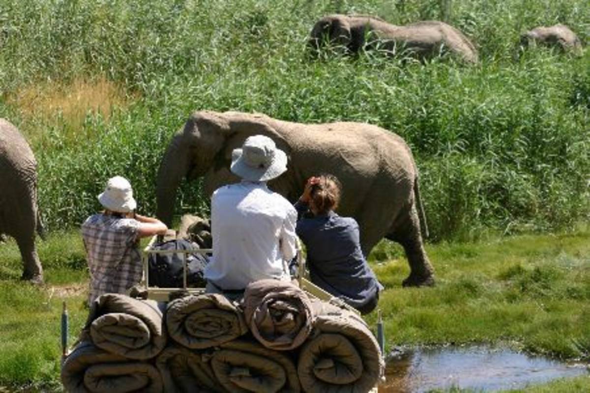 monitoring elephants
